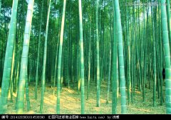 世上生长最快的植物-毛竹